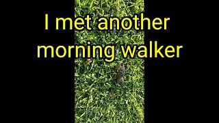 (755) I Met Another Morning Walker