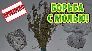 КАК ИЗБАВИТЬСЯ ОТ МОЛИ (пищевой, вещевой) народными средствами! ИСПОЛЬЗУЕМ РАСТЕНИЯ - ПОЛЫНЬ!