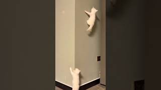 Kitten Climbing The Wall 貓咪爬牆