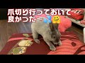 穴うさぎらしく掘るのも仕事のうち～