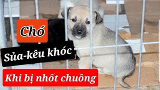 Làm Gì Để Chó Ngừng Sủa - Kêu - Khóc Khi Nhốt Chuồng , @taekzgz