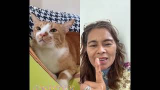 รีมิกซ์ น้องเหมียว #funny #catlover #cat #ติดกระแส #เทรนด์วันนี้ #ฟีด #viral #yapooyupa