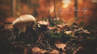 Breathe New Life | Emotional Fantasy Music