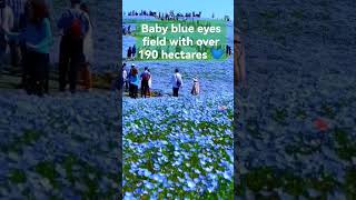 Hitachi Seaside Park 💙🏞️ #japan #travel #placetobe #inspiration