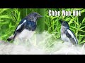 Chòe Than Non Mái Hót Kích Trống  Siêu Nhạy/ Than Mái Kèm Trống Non Kích Trống/Tiếng Chim Chích Chòe