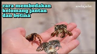 cara membedakan jenis kelamin kelomang dan cara mengawinkannya.