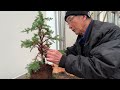 making bonsai from difficult nursery material