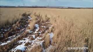 冬の湿原 チュウヒになった気持ちで飛んでみた