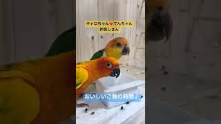 【ご飯を食べよう】仲良しインコのお食事タイム💕