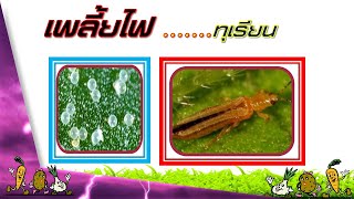 เพลี้ยไฟทุเรียน_(ป้องกันกำจัดอย่างไร)