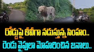 Lion Entered In Village | రోడ్డుపై ఠీవీగా నడుస్తున్న సింహం.. రెండు వైపులా మోహరించిన జనాలు.. చివరకు..