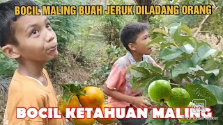 bocil maling buah jeruk di ladang orang, ketahuan bocil maling