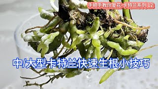 手把手教你复花-卡特兰系列 12 中/大型卡特兰快速生根小技巧