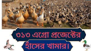 ৩১৩ এগ্রো প্রজেক্টের বিশাল হাঁসের খামার|হাঁস লালন পালন পদ্ধতি।