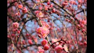 2016.2.28日　三重県員弁市農業公園梅祭り