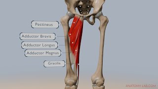 Understanding Hip Adduction: Anatomy, Muscles, and Movement Explained