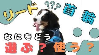 【犬しつけ】安心安全に選ぶ・使う！！リード・首輪・ハーネス #犬#愛犬#しつけ#dogtraining#バーニーズマウンテンドッグ