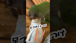 かわいい顔してちょっとアレなオオダルマインコ #インコ #parrot #shorts