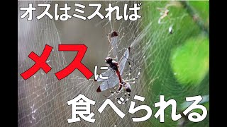 小さなオスは大きなメスに食われるかも！？ジョロウグモ　大門さんのほぼ１分解説！