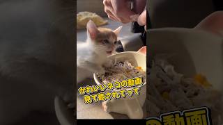 １分で癒やされるネコの動画5選#cat#cute#kitten#pets#猫#shorts