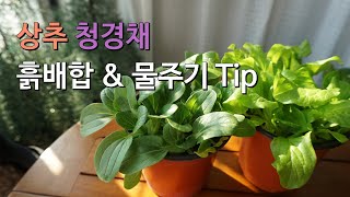 [Balcony Garden] Raising lettuce bok choy / Soil mixing &watering tips