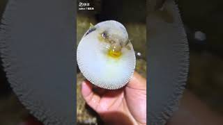 Protective puffer 🐠🐟#shorts #cute#cuteanimals #shortsfeed #twolessfishinthesea #shortvideo #fish 🐠🐟