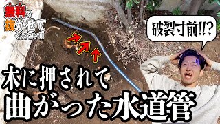 【狭い場所】知らずに水道管の上に植えたシマトネリコが巨大化した結果