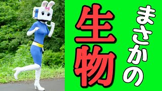 まさかの生物【長野県信州佐久市のゆるキャラご当地キャラハイぶりっ子ちゃん】