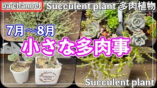 448{多肉植物} 7月後半〜8月前半💠小さな多肉事【花芽カット】【日照不足】【仕立て直し】【手直し】【ba多肉】【Succulent】