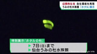 ホタルを特別展示　繁殖活動に取り組む仙台うみの杜水族館