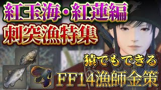 【FF14・漁師金策】カイザー宮本のゴールデンフィッシング「紅玉海・紅蓮編刺突漁特集」 #紅蓮のリベレーター  #黄金のレガシー #ギャザラー