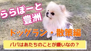 【ららぽーと豊洲】を遊び尽くせ！！【多頭飼】の【ポメラニアン】