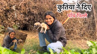 हमारी खेत वाली कुतिया ने दिए पाँच पिल्ले || ​⁠​⁠@poojapriyankaofficial786