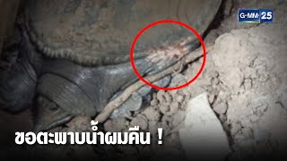 เจ้าของวอนทั้งน้ำตา ขอตะพาบน้ำคืน ขอตะพาบน้ำผมคืน ! | เคาะข่าวเช้า | GMM25