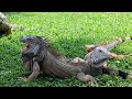 Wild Babies 4K (60FPS) - Soothing Music in Nature Scenes, Cute Animals Video for Relax
