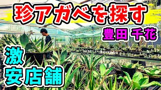 【植レポ】 安すぎでお馴染みの園芸店でマイナーレア種アガベを買いに行った動画 No.126