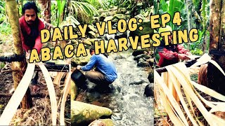 Daily Vlog 2025: Abaca Harvesting Episode 4 - Benhard Awanon