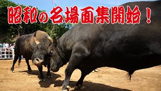 徳之島闘牛！昭和の名場面集開始！！