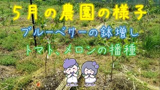 ５月のブルーベリーの作業と農園の様子 blueberry