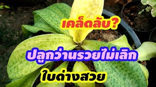 ปลูกว่านรวยไม่เลิกอย่างไร?ให้ด่างสวย