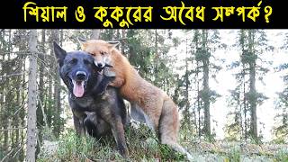 ভালোবাসার কাছে পৃথিবীর সব কিছুই তুচ্ছ | শিয়াল ও কুকুরের ভালোবাসা | Love between a fox and a dog