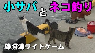 小サバとネコ釣り！雄勝湾ライトゲーム