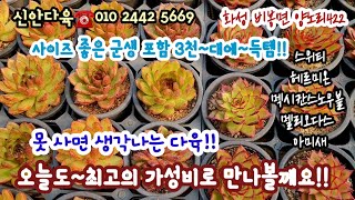 오늘도 최고가성비로 만날수 있어요~!!  사이즈좋은군생을 오늘은3천원대 구매가능!! 스위티 헤르미온 멕시칸 스노우볼 멜리오다스등