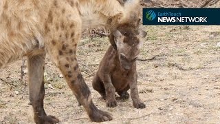 Hyena cub throws an adorable tantrum