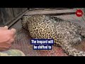 tamil nadu forest officials capture leopard that killed 3 year old girl in nilgiris