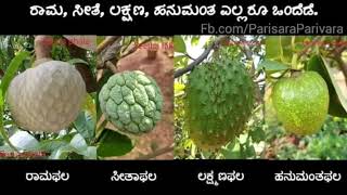 ಸೀತಾಫಲದ ಕಥೆ