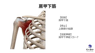 肩甲下筋の触診のコツ［筋の触診］