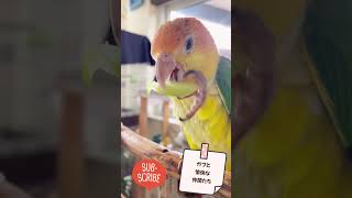 高級マスカットを食べるインコの咀嚼音が可愛すぎた！