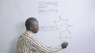 162 Mr  Wambete Isaiah    Nerve Cells  SCIENCE YEAR 9