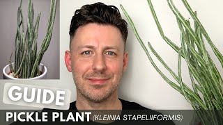 Pickle Plant (Kleinia stapeliiformis) Full Care Guide and Growing Tips